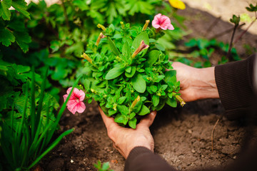 Beautiful pink flower in the garden being replanted by a woman. Hands of a garderner covering a small flower prepared to be put into soil. Horticulture and home garden concept.