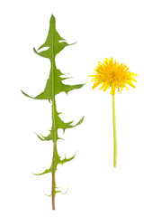 yellow flowers, dandelion on a white background, isolated. © Bohdan