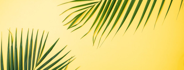 Beautiful tropical palm monstera leaves branch isolated on bright yellow background, top view, flat lay, overhead above summer beauty blank design concept.