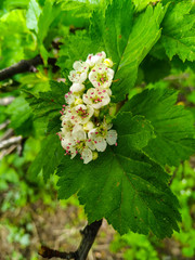 Spring blossoms flowers on the street on sunny days