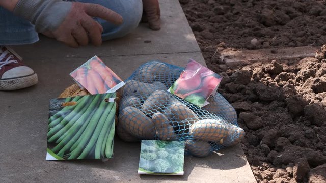 Selection Of Garden Vegetable Seeds To Be Planted, Seed Potatoes, Beans, Carrots