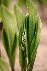 Obraz premium The growing lily of the valley. Blooming lily of the valley. Macro