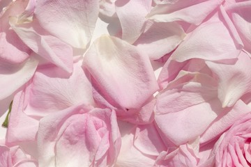 Floral background covering delicate pink rose petals macro