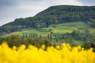 hillside in the swiss jura during spring with a blooming rapefie