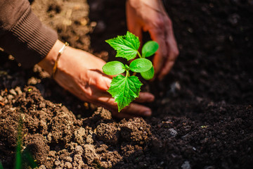 Little green plant of cucumber being put into soil in the home garden. Woman's hands grab soil and plant the seedling at the kaleyard. Horticulture and home garden concept.