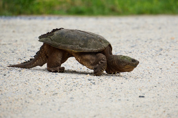 turtle on the road