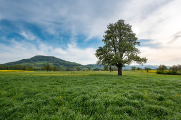 Fototapeta na wymiar Beautiful spring landscape with a giant pear tree and a meadow with blooming dandelions