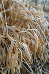 Frozen grass. Close up macro shot.