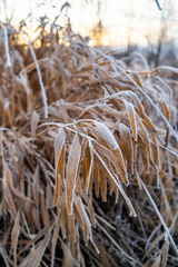 Frozen grass. Close up macro shot.