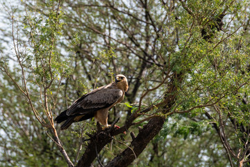 Tawny eagle or Aquila rapax feasting on Spiny tailed lizard or Uromastyx kill in his claws perched on branch of tree at tal chhapar sanctuary, rajasthan, India
