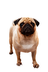 Obraz premium Portrait of a pug.