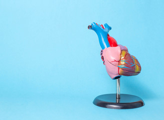 Anatomical model of the organ of the heart on a blue background, copy space. The concept of treatment and diseases of myocardial infarction and heart tachycardia, cardiovascular diseases