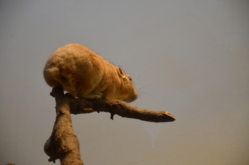 Common gundi (Ctenodactylus gundi), Frankfurt zoo