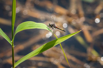 A beautiful dragonfly resting on a plant in water