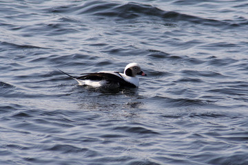  Fridge bird in the spring © moniadk