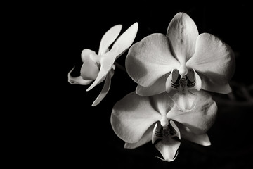Orchid flowers on a black background black and white photo