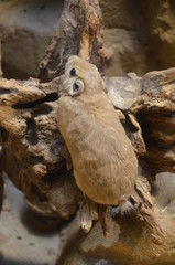 Common gundi (Ctenodactylus gundi), Frankfurt zoo