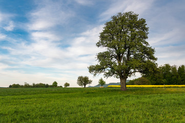 Beautiful spring landscape with a giant pear tree and a meadow with blooming dandelions