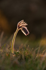 Black pasque flower - Pulsatilla nigricaus