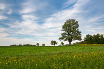 Beautiful spring landscape with a giant pear tree and a meadow with blooming dandelions