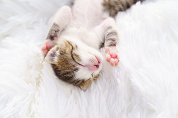 cute little newborn kitten lying on his back on a white fluffy blanket. Pets