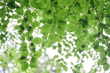 Fototapeta na wymiar Fresh light green leaves background
