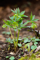 Green-flowered hellebore - Helleborus dumetorum