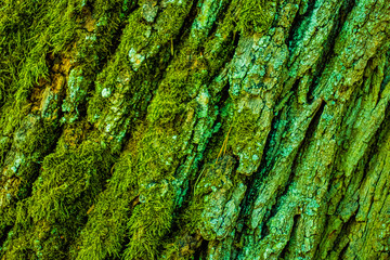Green moss on the tree bark