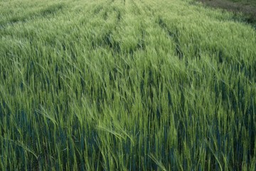 green wheat field