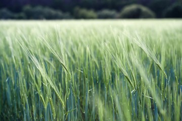 green wheat field