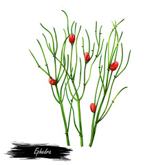 Ephedra ma huang sinica Chinese ephedra isolated digital art illustration. Ma Huang green plant used in herbal medicine and cosmetics, green herb spicie condiment, realistic grass.