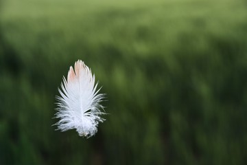 white feather flying on green wheat field
