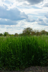 green grass and blue sky