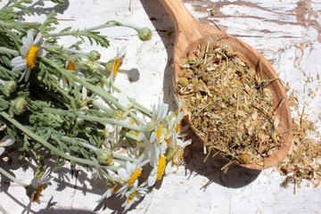 Dried chamomile medical herb in a wooden spoon and fresh daisy flowers on white shabby background....
