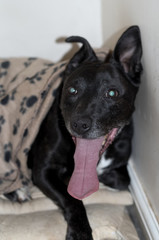 Staffordshire Bull Terrier Cross