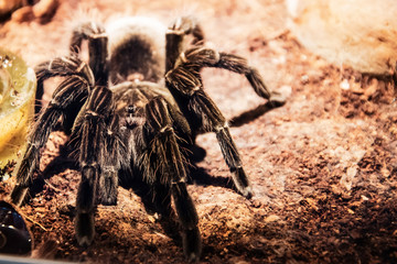 Black giant tarantula spider sits on the ground in the forest.