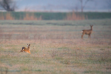 Rabbit running on a meadow, roe deer in background