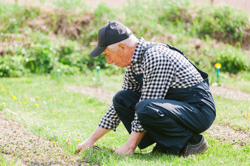 Senior gardener working in garden bed. Aged man in overall and baseball cap. Old smiling farmer.