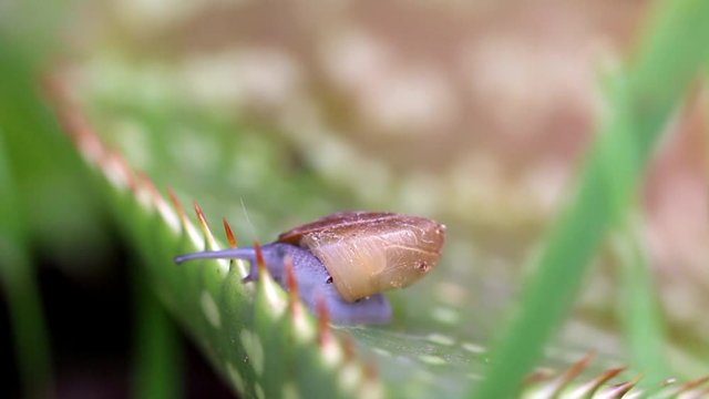 Escargot qui passe une zone difficile