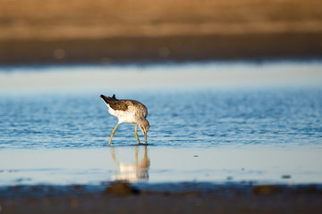 Wood sandpiper - Tringa glareola on the lake