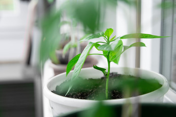Agriculture and vegetable growing. Planting and watering seedlings in the ground. Green young seedling in moist soil close-up.