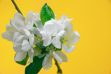 Spring flowers. Apple tree blossom with green leaves on yellow background. Copy space for text