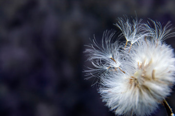 Obraz na płótnie Canvas Dandelion seeds on dark background . Macro photo of nature. Copy space for text
