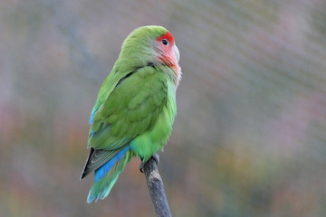 The cute rosy-collared bird or rosy-faced lovebird from Namibia in southwestern Africa also living in Australia