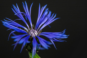 Cornflowers. Wild Blue Flowers Blooming. Border Art Design. Dark background. Close up Image. Macro