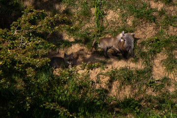 Red fox (Latin:) vulpes vulpes), small young cubs playing around. Cute little wild predators in natural environment. Brotherhood of animals in wilderness.