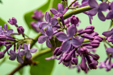 Branch with spring blossoms pink lilac flowers on a green background, bright blooming floral background. Close up