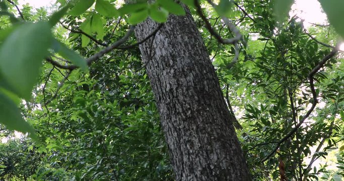 Closeup jib crane shot of tall old pecan trees where a plantation orchard used to be and vibrant green leaves on a sunny day in the summertime