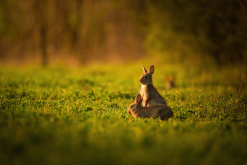 European rabbit - Oryctolagus cuniculus on a meadow - 350200936