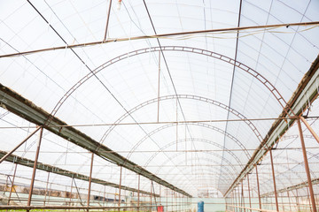 Photo of the roof of a typical production greenhouse and open windows for good ventilation of the greenhouse.